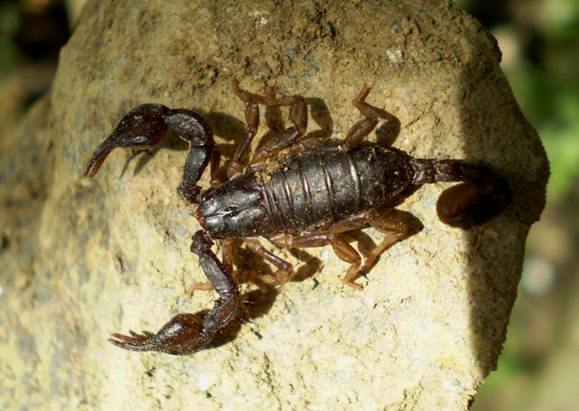 Euscorpius sp.